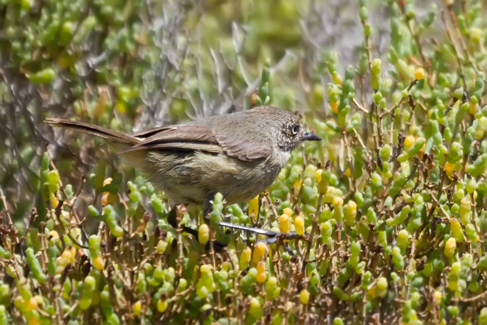 Slender-billed Thornbill (Acanthiza iredalei)